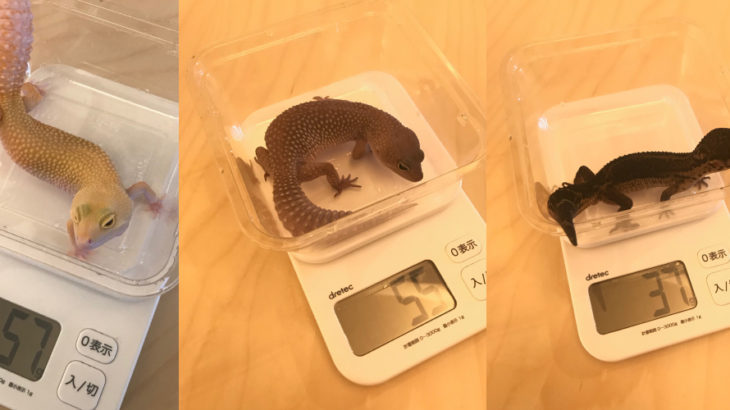 【レオパの体重測定】我が家のヒョウモントカゲモドキ達の体重測定を行いました！(2020年3月29日)