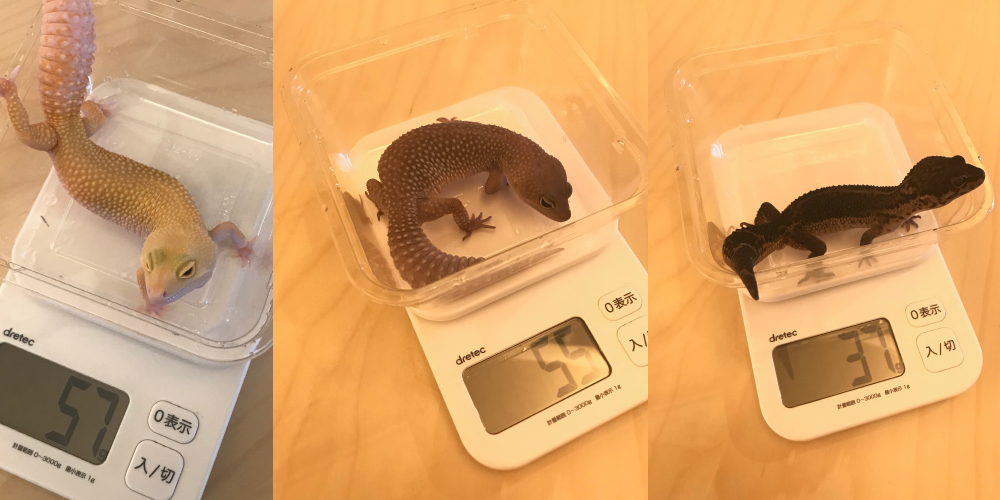レオパの体重測定】我が家のヒョウモントカゲモドキ達の体重測定を行い 